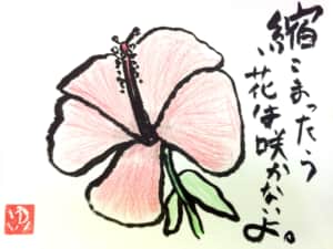 縮こまってたら、花は咲かないよ。　ハイビスカスの花