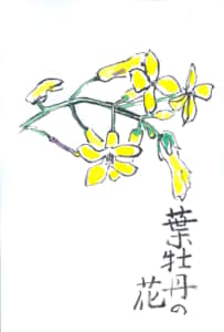 葉牡丹の花