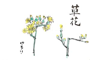 五月十一日の草花