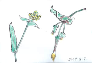 五月七日、菜の花