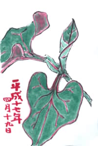 四月十九日のどくだみ