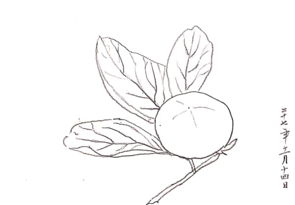枝付きの柿　デッサン