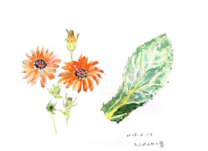 きんせんかの花と葉