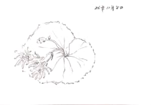 11月の花のスケッチ