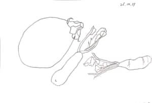 茄子、わさび等のデッサン