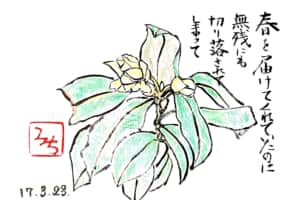 春を届けてくれていたのに無残にも切り落とされてしまって