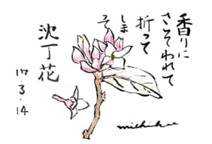 香りにさそわれて折ってしまって沈丁花