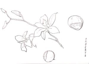 栗と百合のデッサン