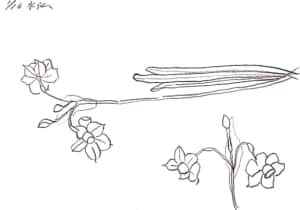 水仙のスケッチ