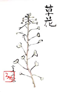 草花 ぺんぺん草