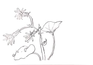 ハート型の葉っぱのお花