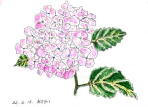 六月のあじさい