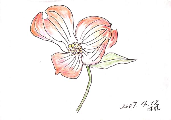 四月の花