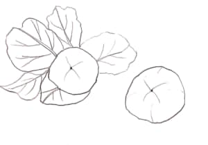 柿の実のスケッチ