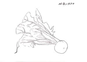 かぶ、あるいはラディッシュのスケッチ