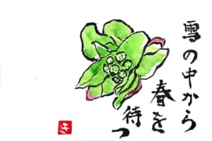 雪の中から春を待つ　ふきのとう