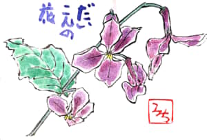 だいこんの花