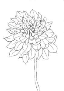 菊の花のスケッチ