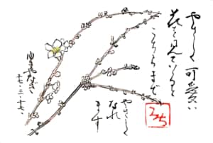 やさしく可愛い花を見ているとこちらまでやさしくなれます　ゆきやなぎ