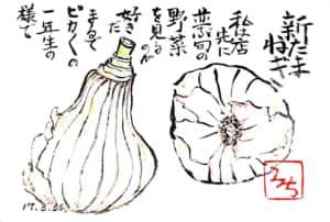 新たまねぎ　私は店先に並ぶ旬の野菜を見るのが好きだ　まるでピカピカの一年生の様で