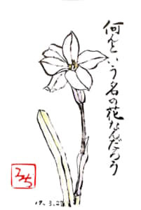 何という名の花なんだろう