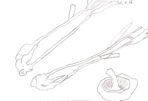 しいたけと野菜たち