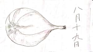 八月十九日　実