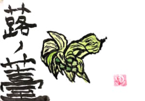 蕗の薹　ふきのとう