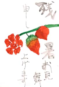 ほおずきの残暑お見舞い