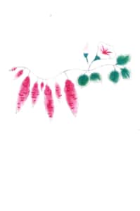 さつまいもの花は朝顔に似てます＾＾