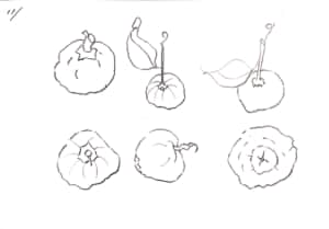 柚子のデッサン、いろんな角度から。