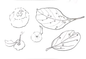 枯れ葉、柚子、柿のデッサン