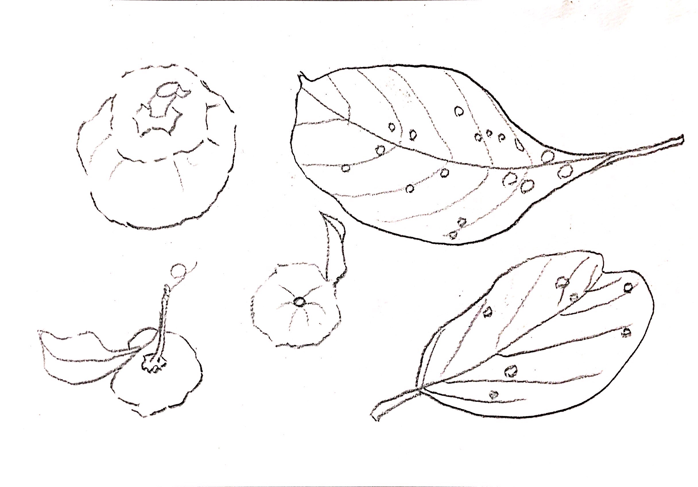 枯れ葉、柚子、柿のデッサン