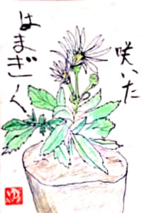 咲いたはまぎく