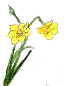 凛とした、黄色い水仙