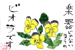 楽器じゃない方のビオラです＾＾