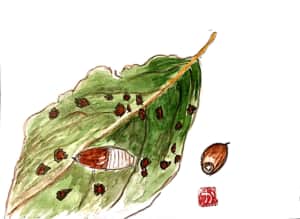 落ち葉とどんぐり。