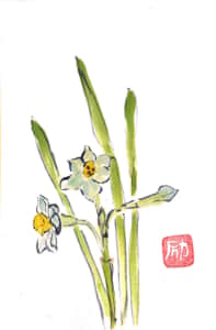 背筋の伸びた、白い水仙