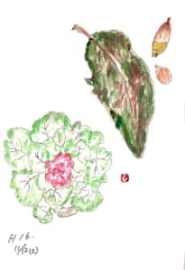 落ち葉、どんぐり、葉牡丹