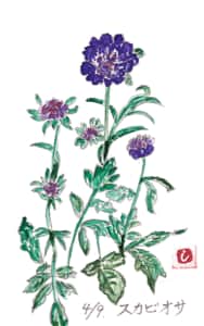 紫のスカビオサ