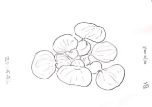 メダカのともだち、ホテイアオイのデッサン