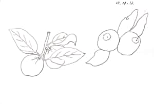 仲良く並んだ柚子の姉妹