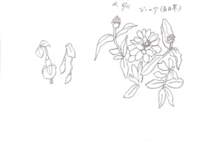 ジニア(百日草)のデッサン