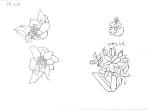 ふきのとうと、ヒヤシンスのデッサン