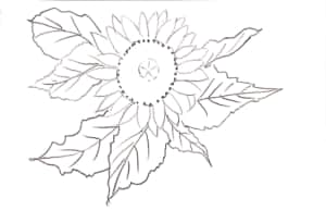 ひまわりのデッサン