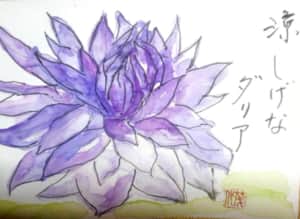 涼しげなダリア