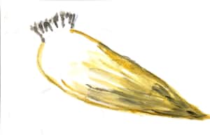 小さいたけのこさん