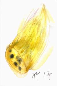 春を待ちわびる、たけのこさん