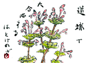 合唱するホトケノザ