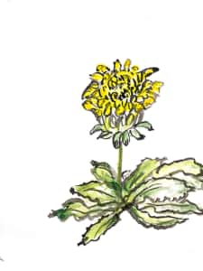 春の使者、たんぽぽ